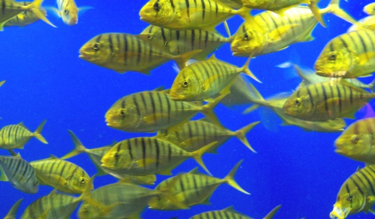 live casino baccarat